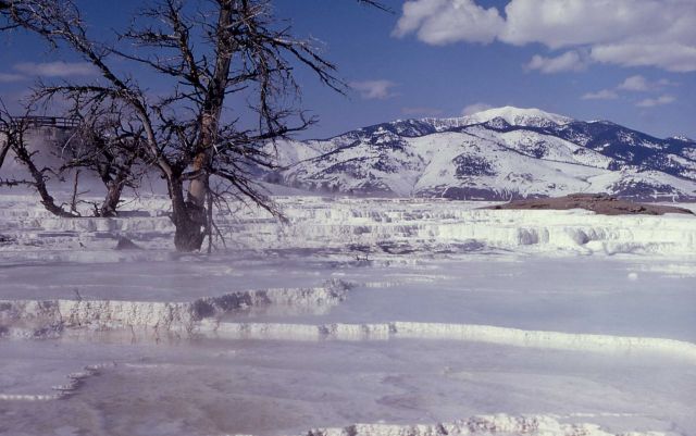 Main Terrace - Mammoth Hot Springs Picture