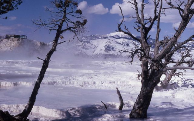 Main Terrace - Mammoth Hot Springs Picture