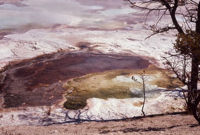 Main Terrace - Mammoth Hot Springs Picture
