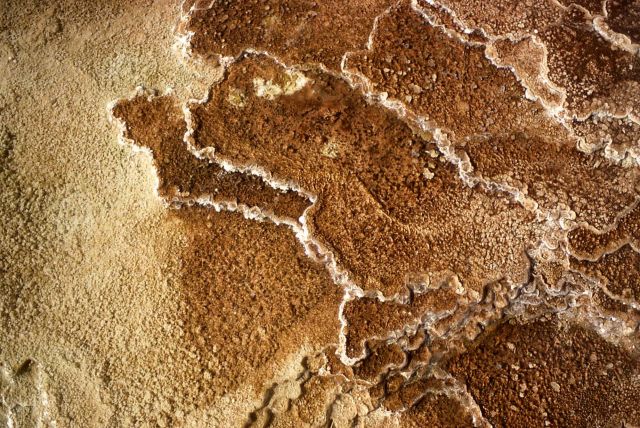 Detail on a new terrace - Mammoth Hot Springs Picture