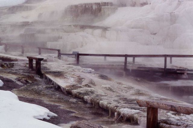 Minerva boardwalk being reclaimed - Mammoth Hot Springs Picture