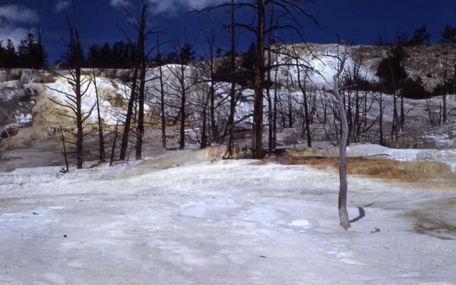 Angel Terrace - Mammoth Hot Springs Picture