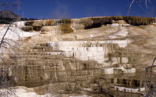 Canary Spring - Mammoth Hot Springs Picture