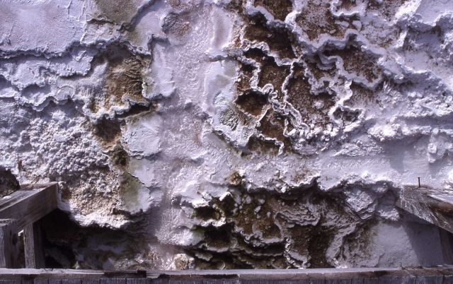 Minerva Terrace & proximity to boardwalk - Mammoth Hot Springs Picture