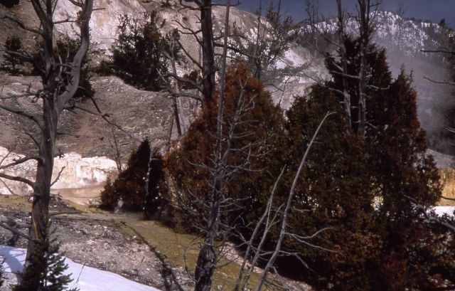 Angel Terrace - Mammoth Hot Springs Picture