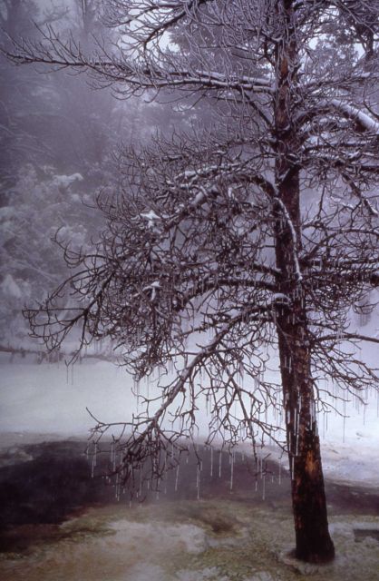 Tree in winter overtaken by Prospect Spring - Mammoth Hot Springs Picture