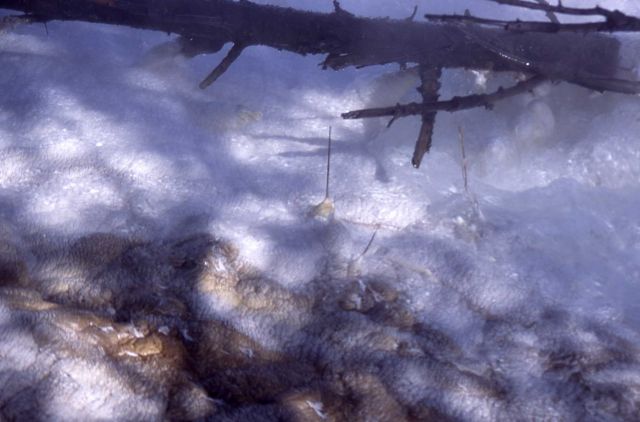Canary Spring with travertine formations formed on grass blades - Mammoth Hot Springs Picture