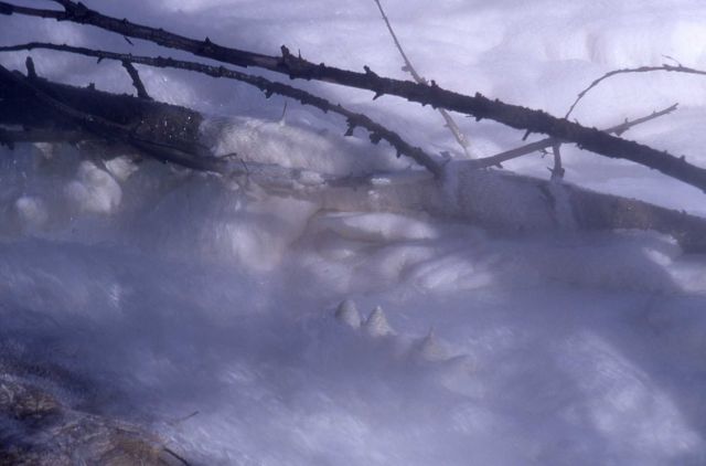 Canary Spring with travertine formations formed on grass & sticks - Mammoth Hot Springs Picture