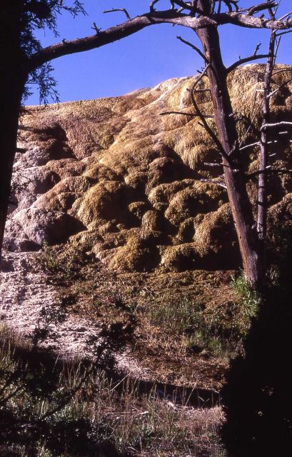 Orange Spring Mound - Mammoth Hot Springs Picture