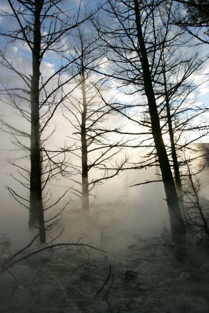 Canary Spring - Mammoth Hot Springs Picture
