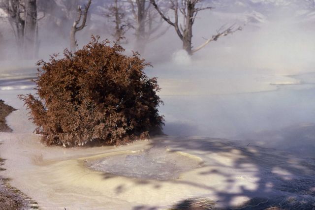 Main Terrace - new spring - Mammoth Hot Springs Picture