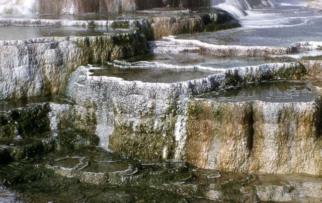 Minerva Terrace & Spring - Mammoth Hot Springs Picture