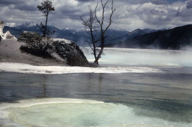 Mammoth Terrace - Mammoth Hot Springs Picture