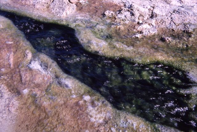 Reservoir Spring - Mammoth Hot Springs Picture