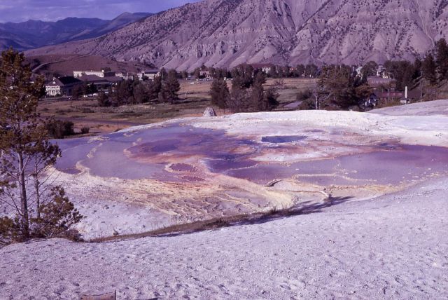 Palatte Spring - Mammoth Hot Springs Picture