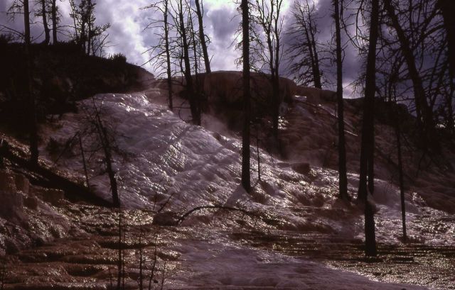 Mammoth Terraces - Mammoth Hot Springs Picture