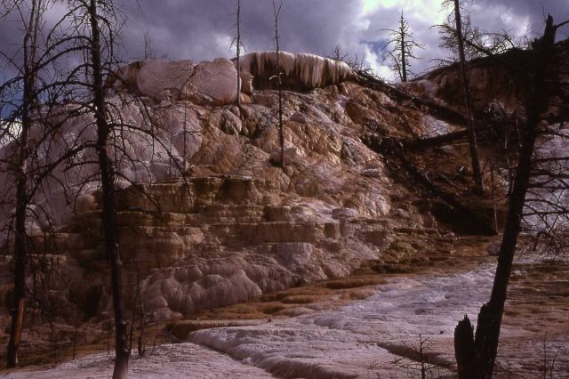 Mammoth Terraces - Mammoth Hot Springs Picture