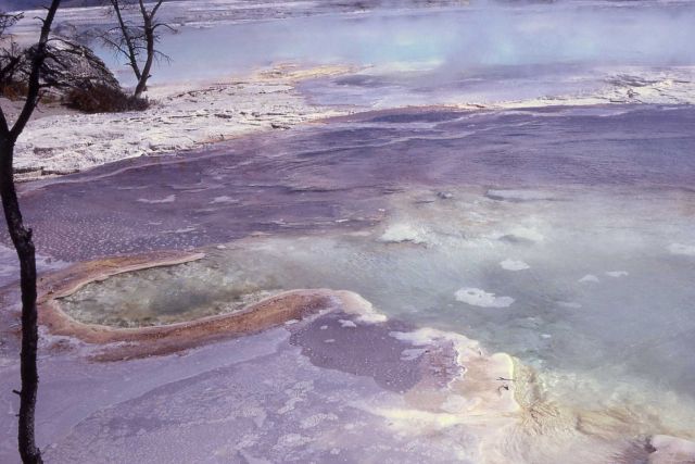 Spring on the Upper Terraces - Mammoth Hot Springs Picture
