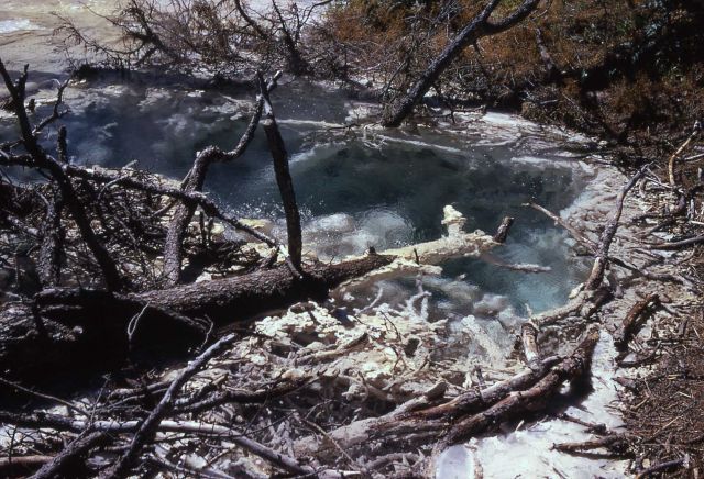 Cedar Tree Spring - active - Mammoth Hot Springs Picture