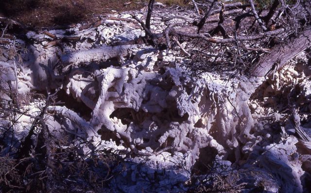 Cedar Tree Spring - inactive - Mammoth Hot Springs Picture