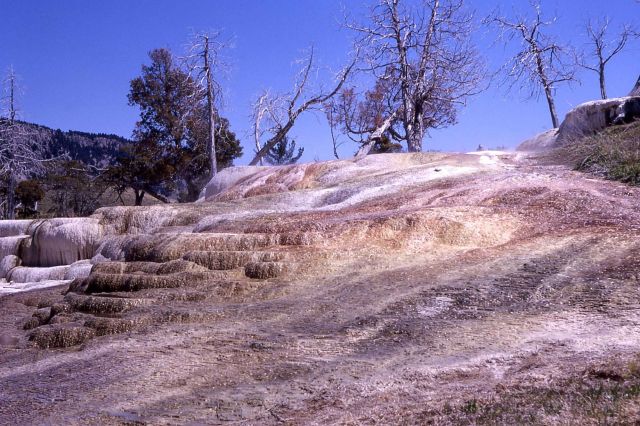 Cavern Spring - Mammoth Hot Springs Picture