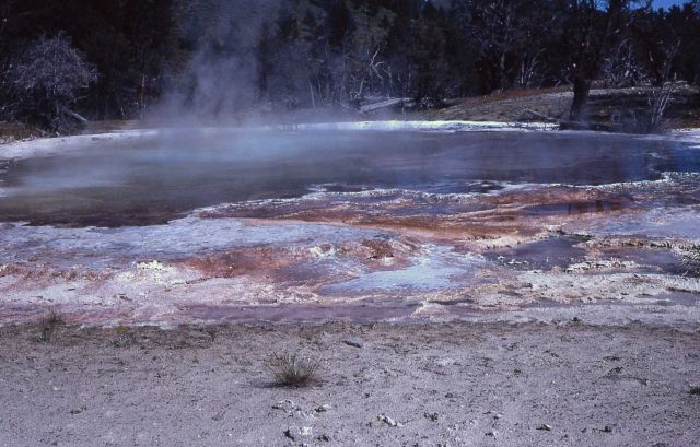 Cedar Tree Spring - new activity - Mammoth Hot Springs Picture