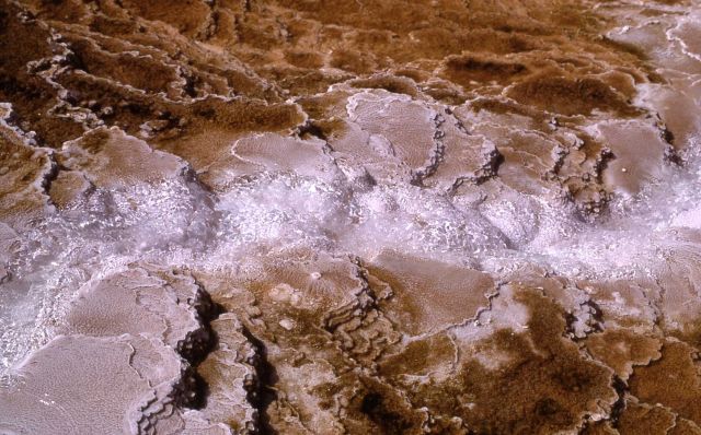 Minerva Terrace - Mammoth Hot Springs Picture