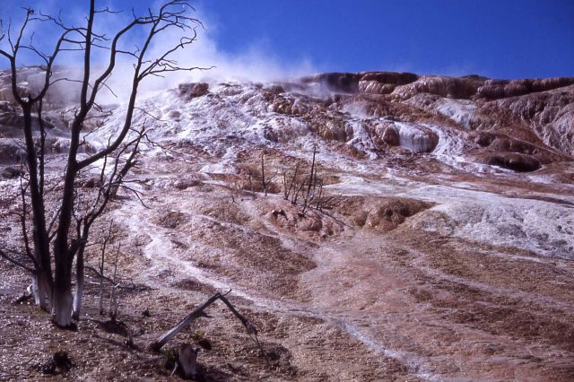 Jupiter Terrace & Spring - Mammoth Hot Springs Picture
