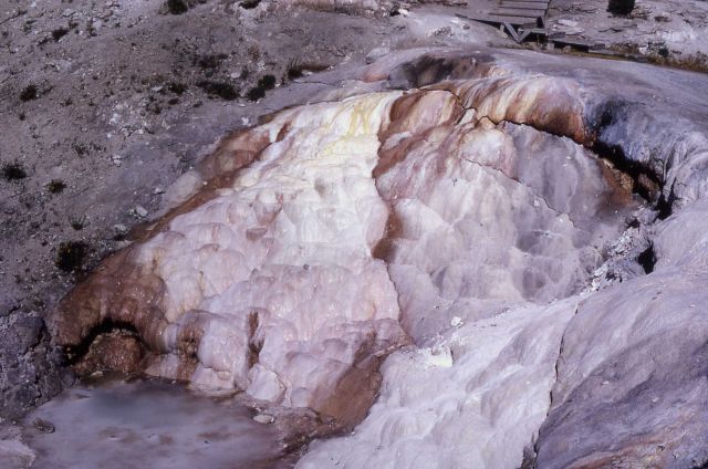 Cupid Spring area - Mammoth Hot Springs Picture