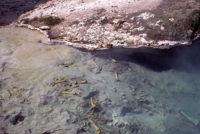 Bones of animal in hot spring - Pocket Basin - Hot Springs, Midway & Lower Geyser Basin Picture