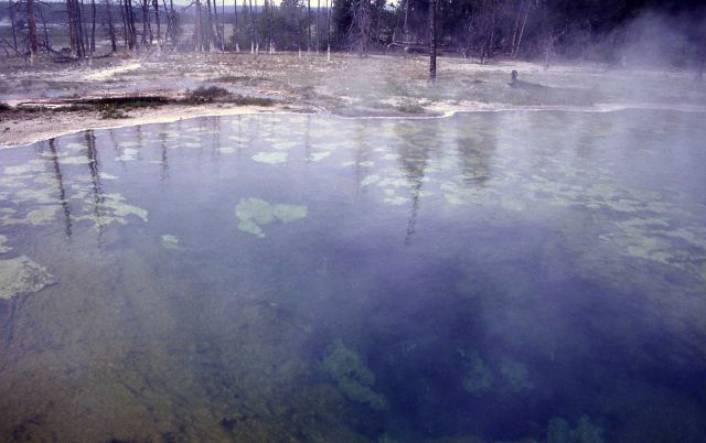 Mushroom Pool showing eukaryotic growth - Hot Springs, Midway & Lower Geyser Basin Picture