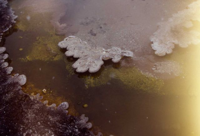 Octopus Spring - photosynthetic boundary - Hot Springs, Midway & Lower Geyser Basin Picture