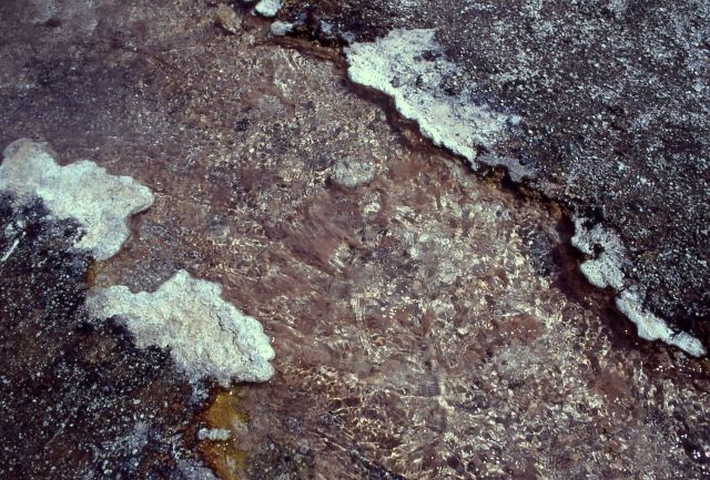 Octopus Spring outflow channel - thermocrinus ruber 89 degrees - Hot Springs, Midway & Lower Geyser Basin Picture