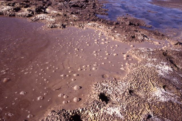 Obsidian Pool area - acidic hot spring - organotrophic habitat - Hot Springs, Mud Volcano area Picture