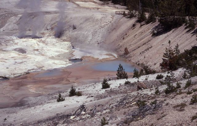 Porcelain Springs - Hot Springs, Norris Geyser Basin Picture
