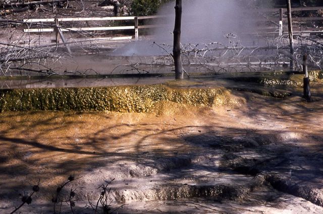 Cistern Spring & runoff channel - Hot Springs, Norris Geyser Basin Picture