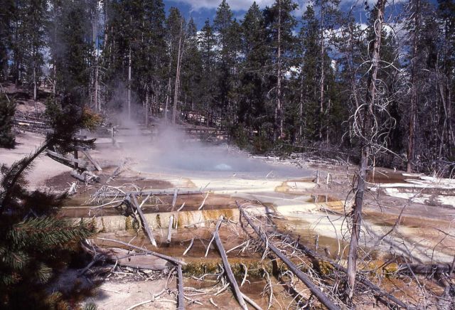 Cistern Spring & run off - Hot Springs, Norris Geyser Basin Picture