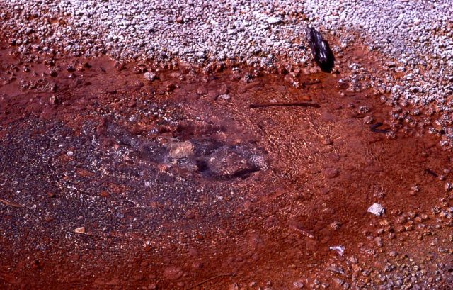 Spring at Norris - Hot Springs, Norris Geyser Basin Picture