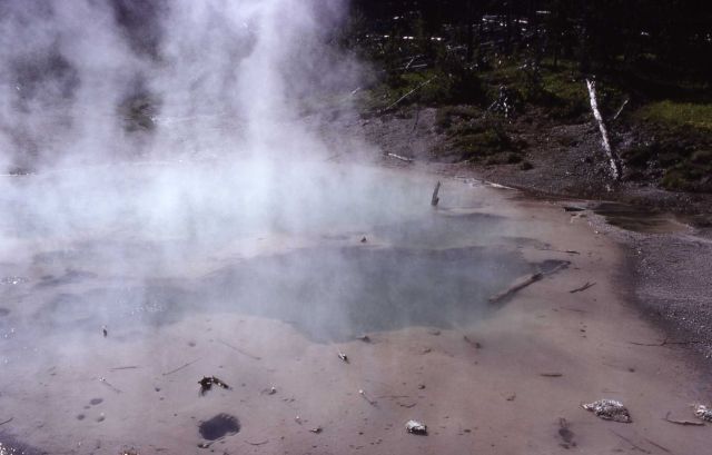 Root Pool - Hot Springs, Norris Geyser Basin Picture