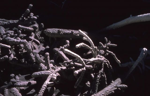Close up of silica covered tree branches at Cistern Spring - Hot Springs, Norris Geyser Basin Picture