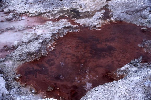 Congress Pool - high mercury habitat - Hot Springs, Norris Geyser Basin Picture