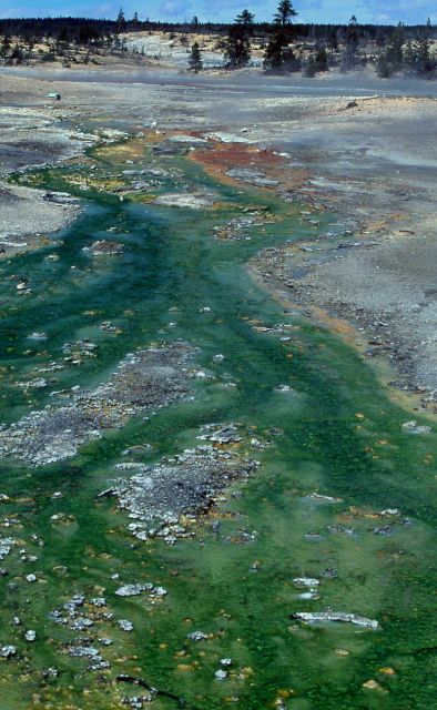Run off from spring near Whirligig - Hot Springs, Norris Geyser Basin Picture