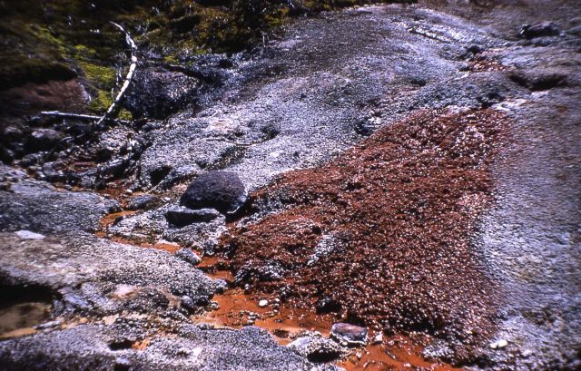 Spring at Artists' Paintpots - Hot Springs, Norris Geyser Basin Picture