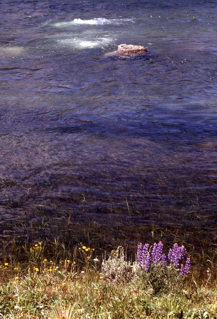 Hot springs in Yellowstone River Picture
