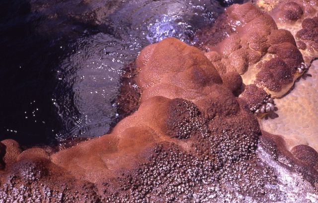 Unidentified hot spring - Hot Springs, Shoshone Lake Geyser Basin Picture