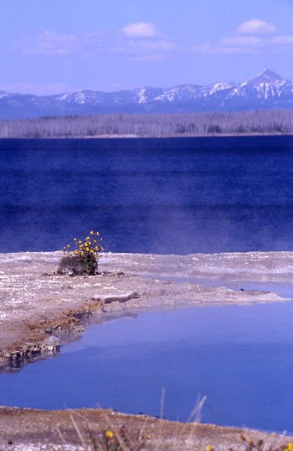 Surging spring & Monkeyflower - Hot Springs, West Thumb area Picture