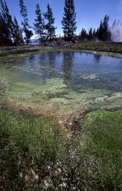 Potts Hot Springs - unidentified feature - Hot Springs, West Thumb area Picture