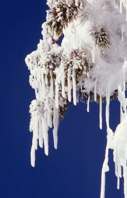 Icy tree near geyser in Upper Geyser Basin Picture