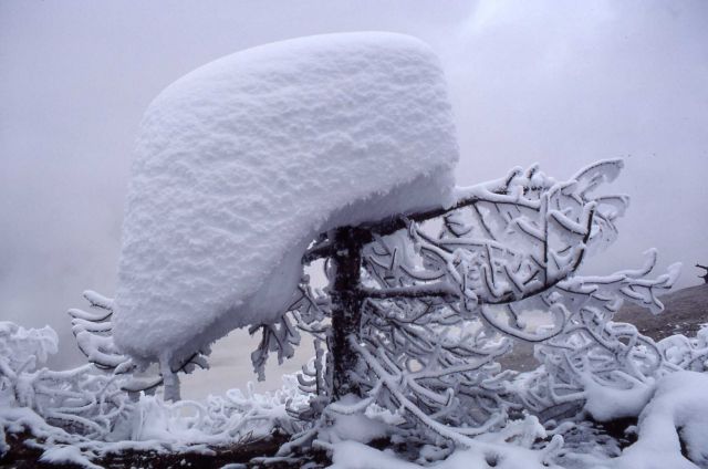 Icy tree near thermal steam - Norris Geyser Basin Picture