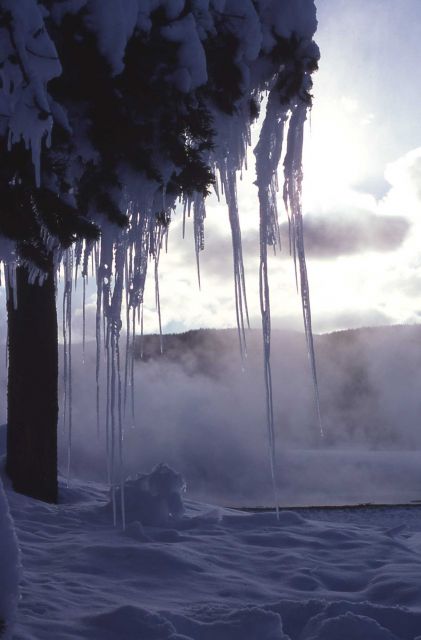 Icicles on tree near thermal steam - Upper Geyser Basin Picture